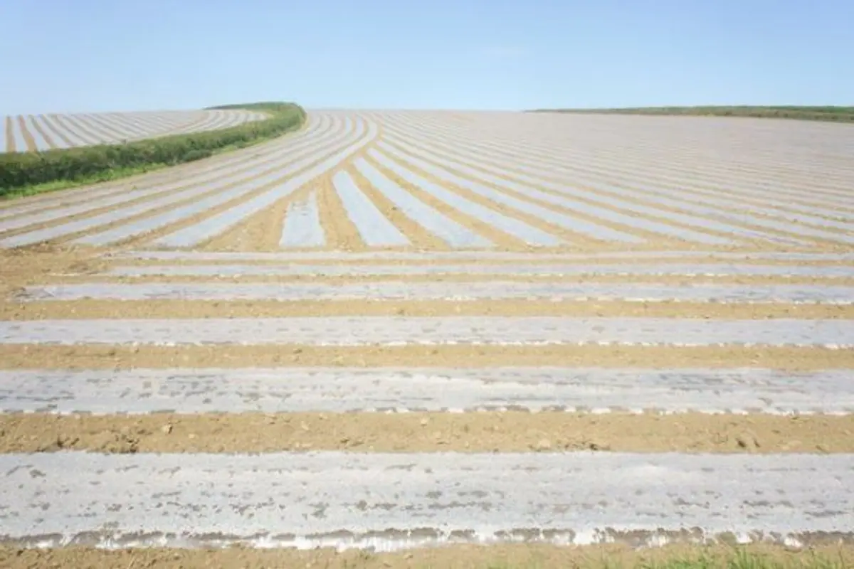 Agricultural Mulch Film product image
